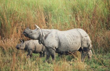 Kaziranga National Park