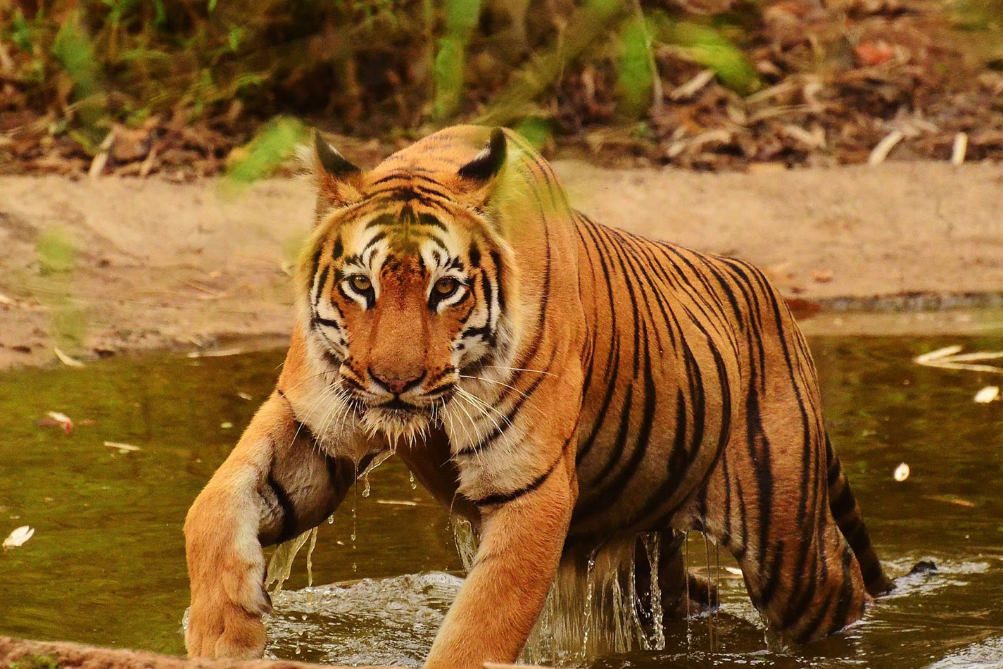 Kaziranga and Sundarbans National Park Wildlife Tour Package India