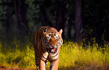 Bandhavgarh