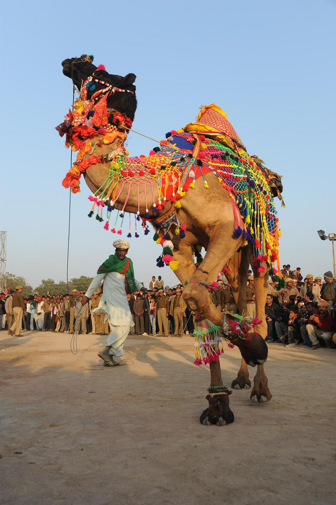 camel dance