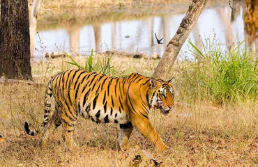 Pench National Park and Tadoba Tiger Reserve.