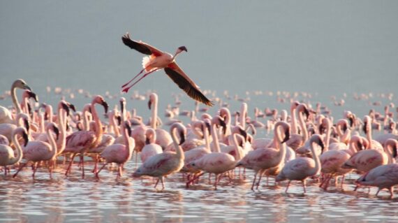 bird-1